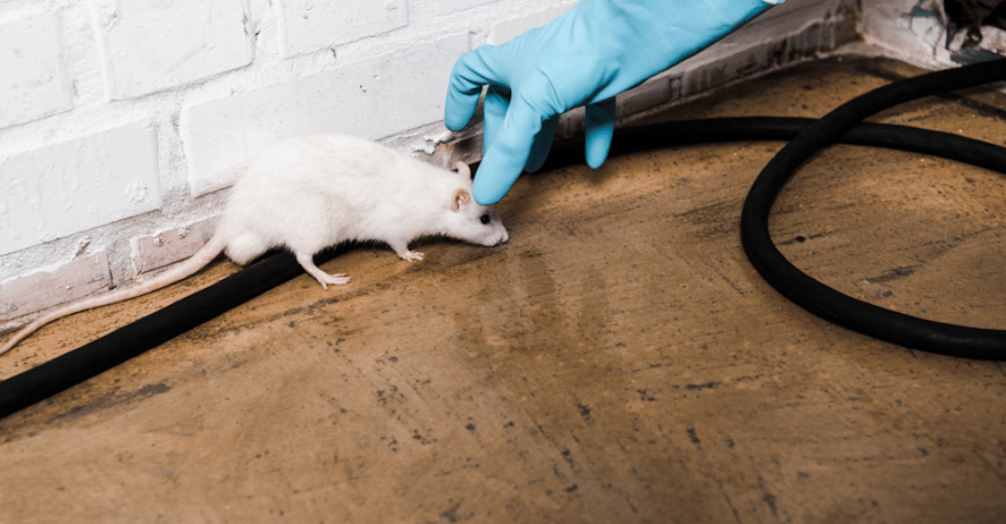 TOMCAT Rodent Block Expanding Foam Barrier Rat Prevent in the