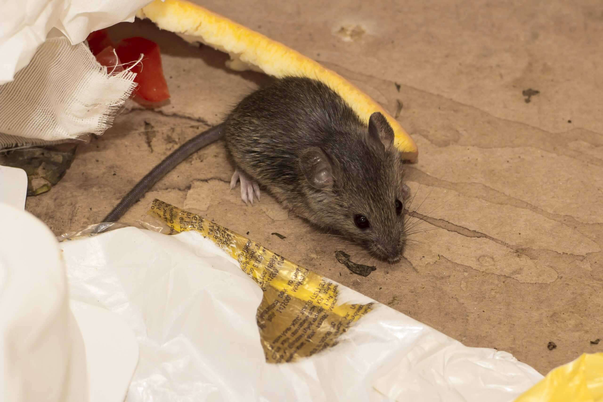 Mice in your Attic or Home? Learn How to Get Rid of Them!