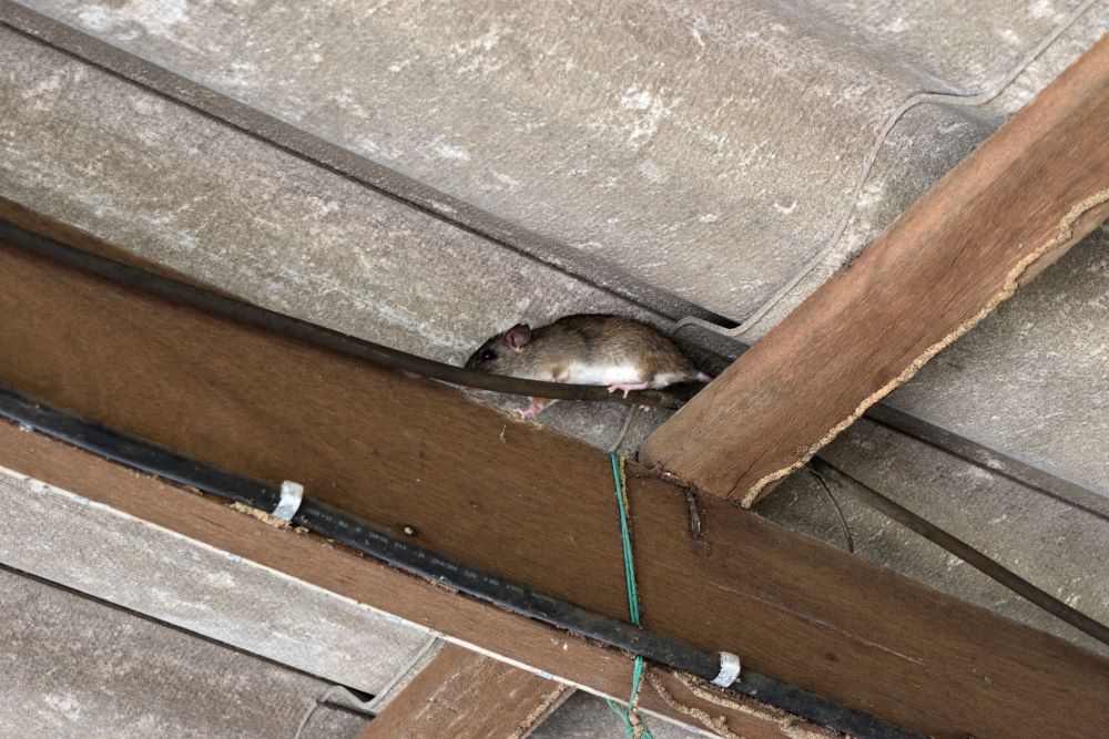 How To Remove Rodent Droppings In Your Attic Attic Project Company 